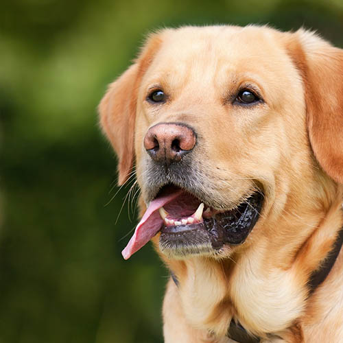  un chiot soin pharmacie des Hauts de Vallières